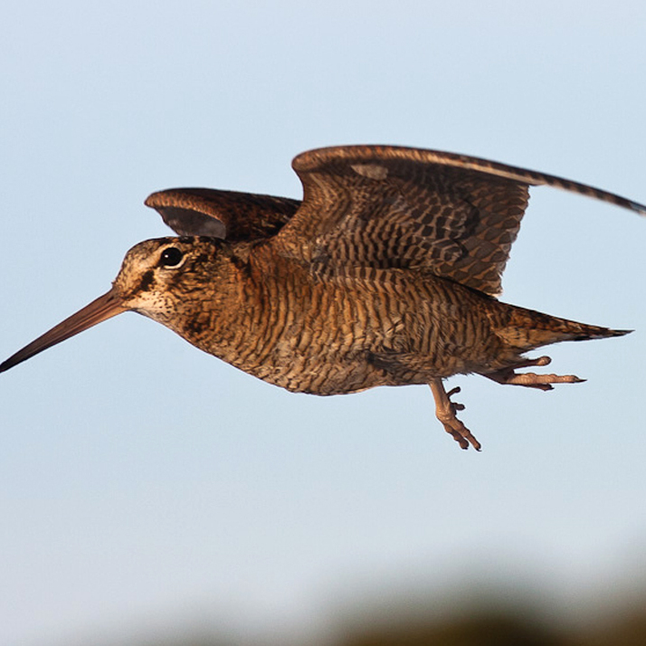 Woodcock Walk — April 4 - logo